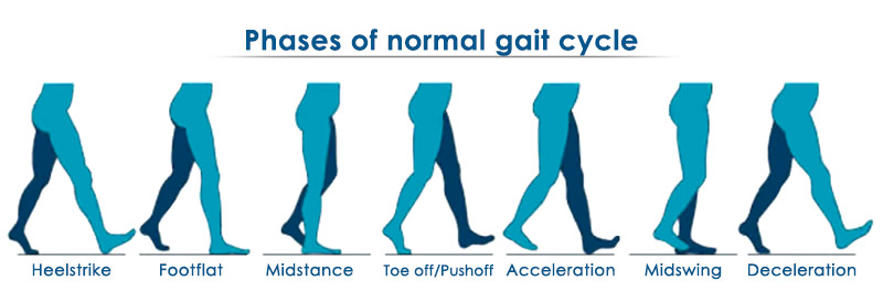 Normal Gait Cycle